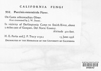 Puccinia extensicola image
